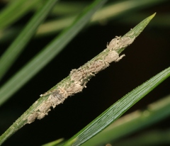 Schizolachnus pineti