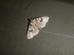 Palpita arsaltealis