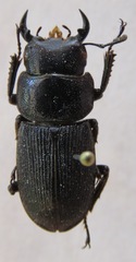 Dorcus cervulus