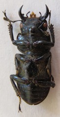 Dorcus cervulus