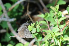 Erynnis persius