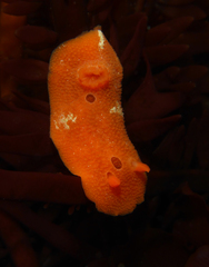 Aldisa sanguinea