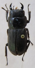 Dorcus cervulus