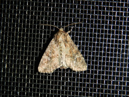 Small Clouded Brindle and Allies photo 3
