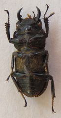 Dorcus cervulus