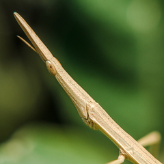 Cephalocoema