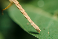 Cephalocoema