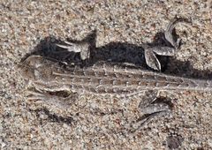 Liolaemus boulengeri