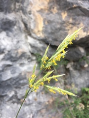 Bromus erectus