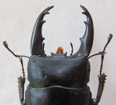Dorcus daedalion