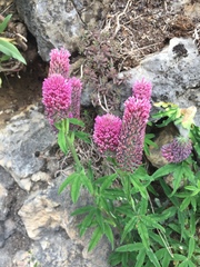Trifolium rubens