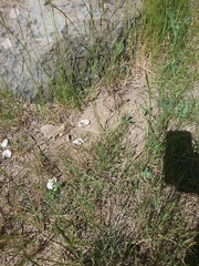 Actinemys marmorata marmorata