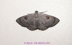 Argyrotome melae