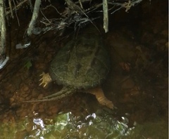 Chelydra serpentina