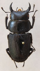 Dorcus daedalion