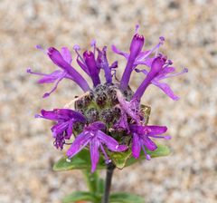 Monardella sinuata nigrescens