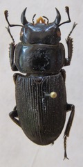 Dorcus daedalion
