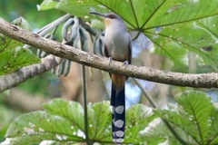 Coccyzus longirostris