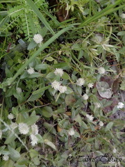 Angiospermae