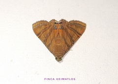 Eulepidotis inclyta