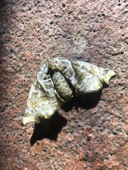 Apatelodes pudefacta