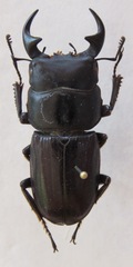Dorcus laevidorsis