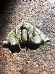 Apatelodes pudefacta