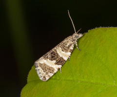 Olethreutes metallicana