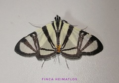 Conchylodes nolckenialis
