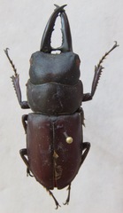 Epidorcus denticulatus