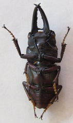 Epidorcus denticulatus