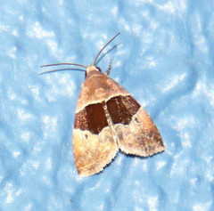 Cobubatha hippotes