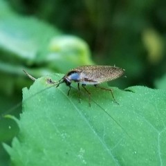 Ectobius lapponicus