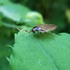Ectobius lapponicus