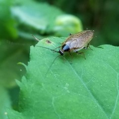 Ectobius lapponicus