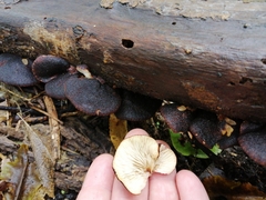 Crepidotus fuscovelutinus