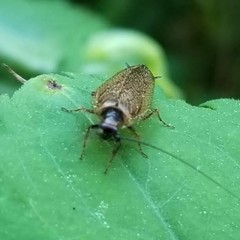 Ectobius lapponicus