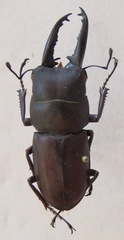 Epidorcus denticulatus