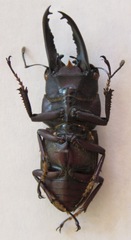 Epidorcus denticulatus