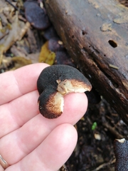 Crepidotus fuscovelutinus