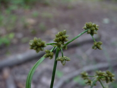 Scirpus georgianus