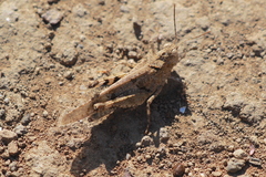 Trimerotropis occidentiloides