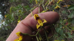 Cyrtochilum densiflorum