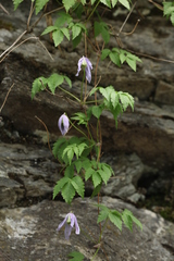 Clematis alpina