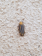 Hypoprepia cadaverosa