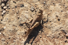Trimerotropis occidentiloides