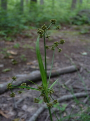 Scirpus georgianus