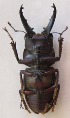 Epidorcus denticulatus