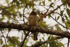 Empidonax occidentalis
