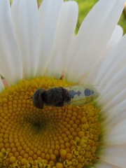 Hedriodiscus vertebratus